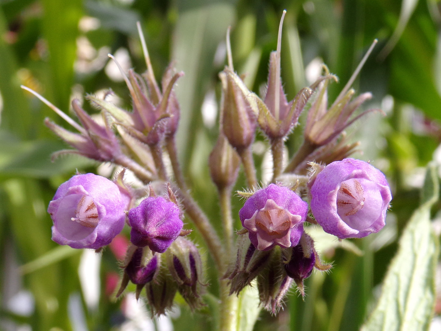 Consoude NT - Symphytum Officinale