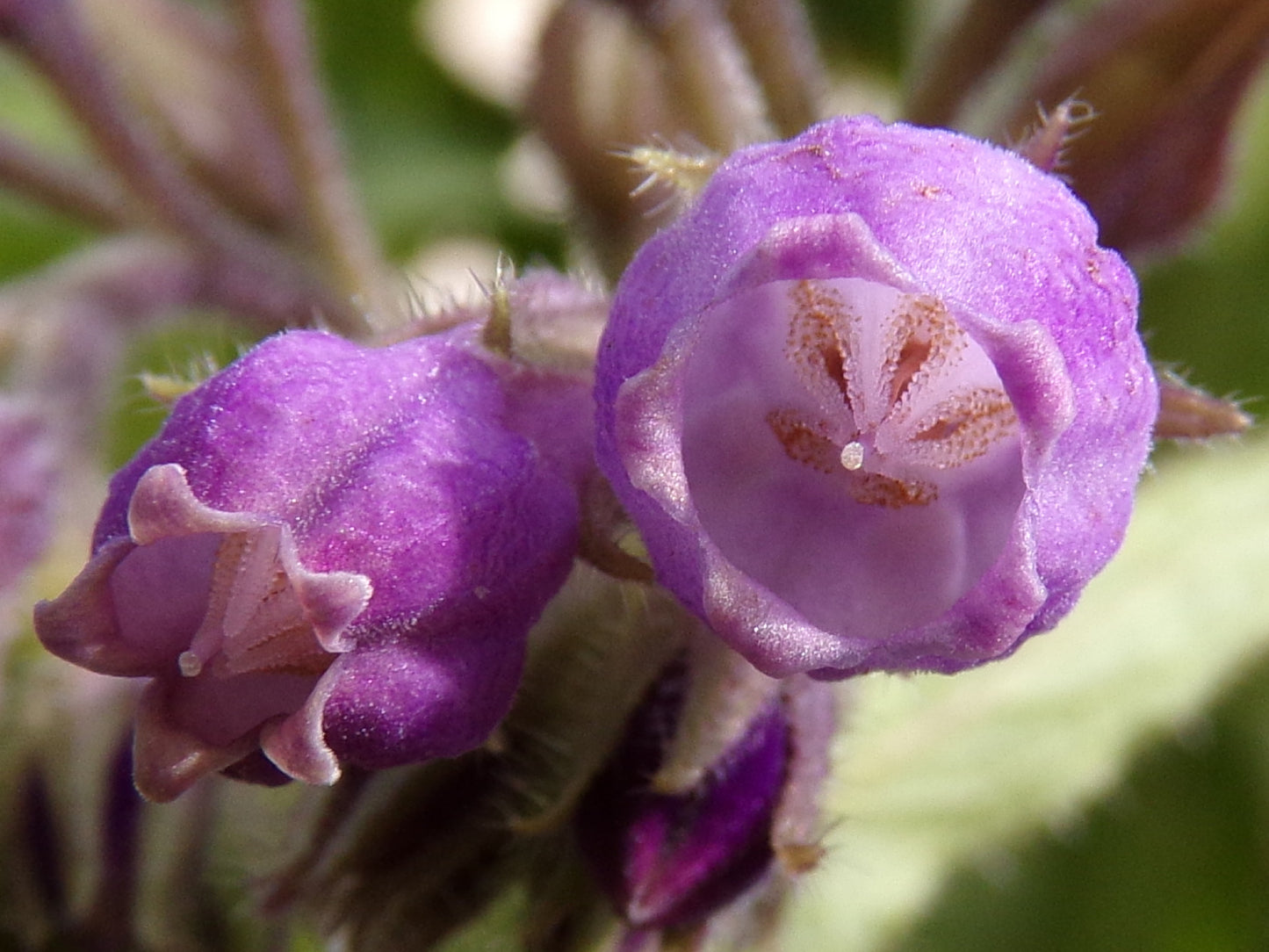 Consoude NT - Symphytum Officinale