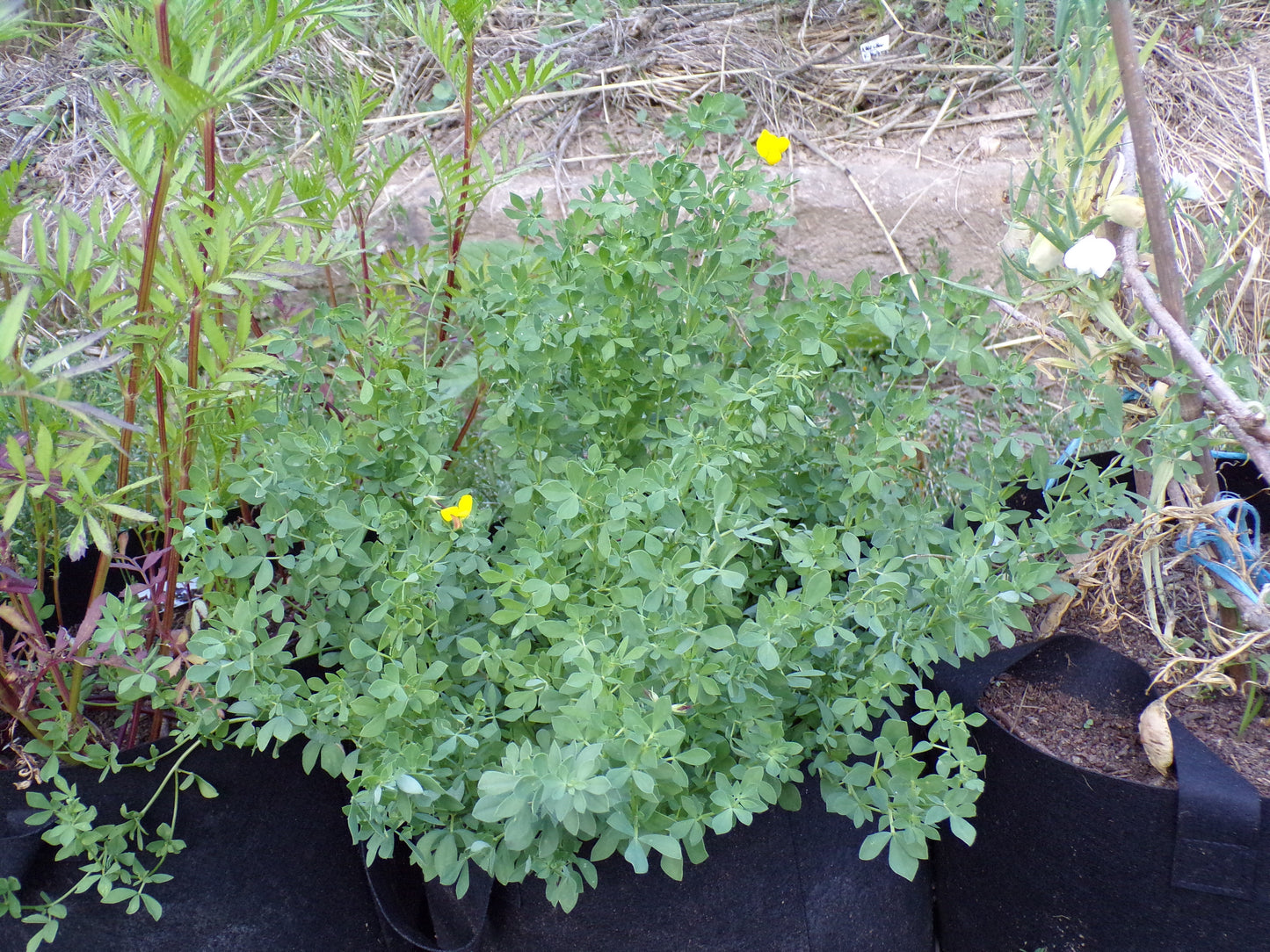 Lotier Corniculé - Lotus Corniculatus L. (Engrais Vert) SEM14