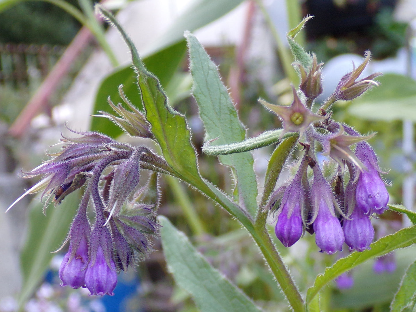 Consoude NT - Symphytum Officinale