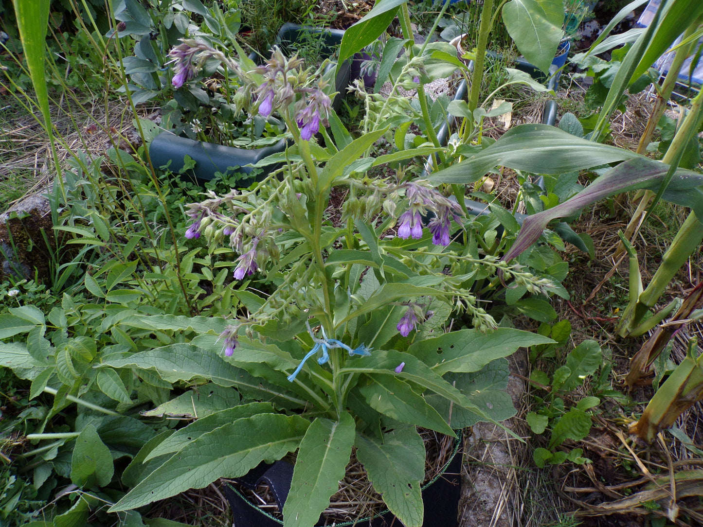 Consoude NT - Symphytum Officinale