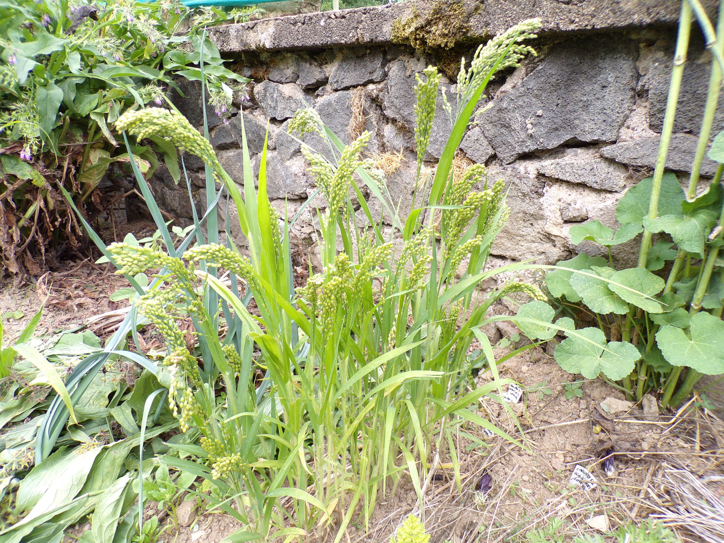 Millet Blanc - Panicum Millaceum - (Engrais Vert) SEM05