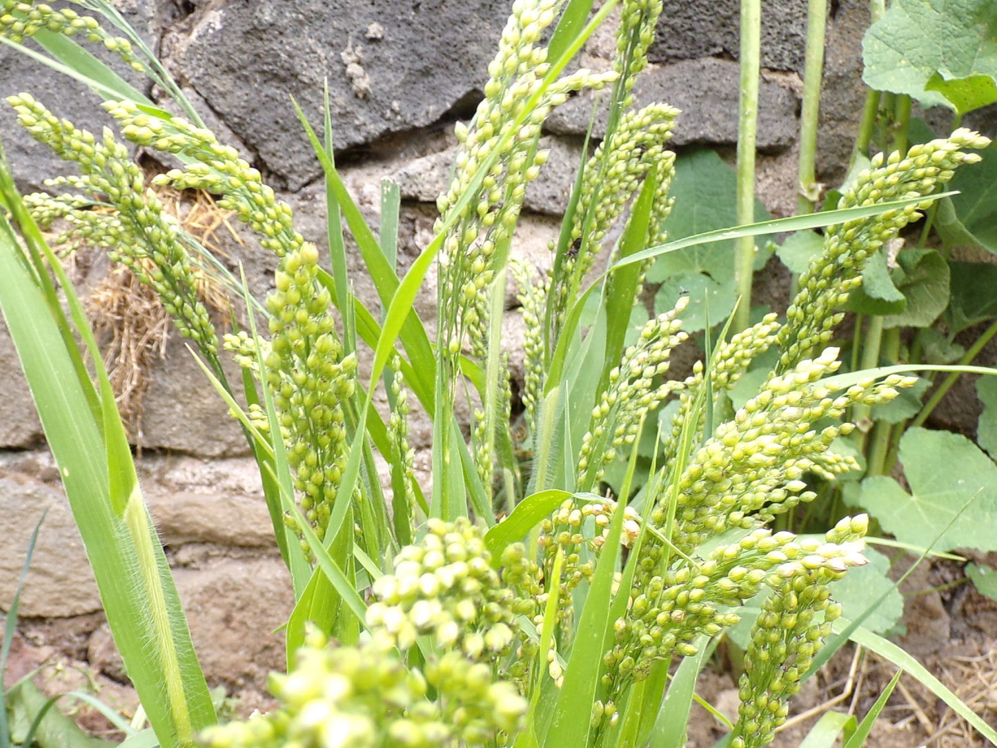 Millet Blanc - Panicum Millaceum - (Engrais Vert) SEM05