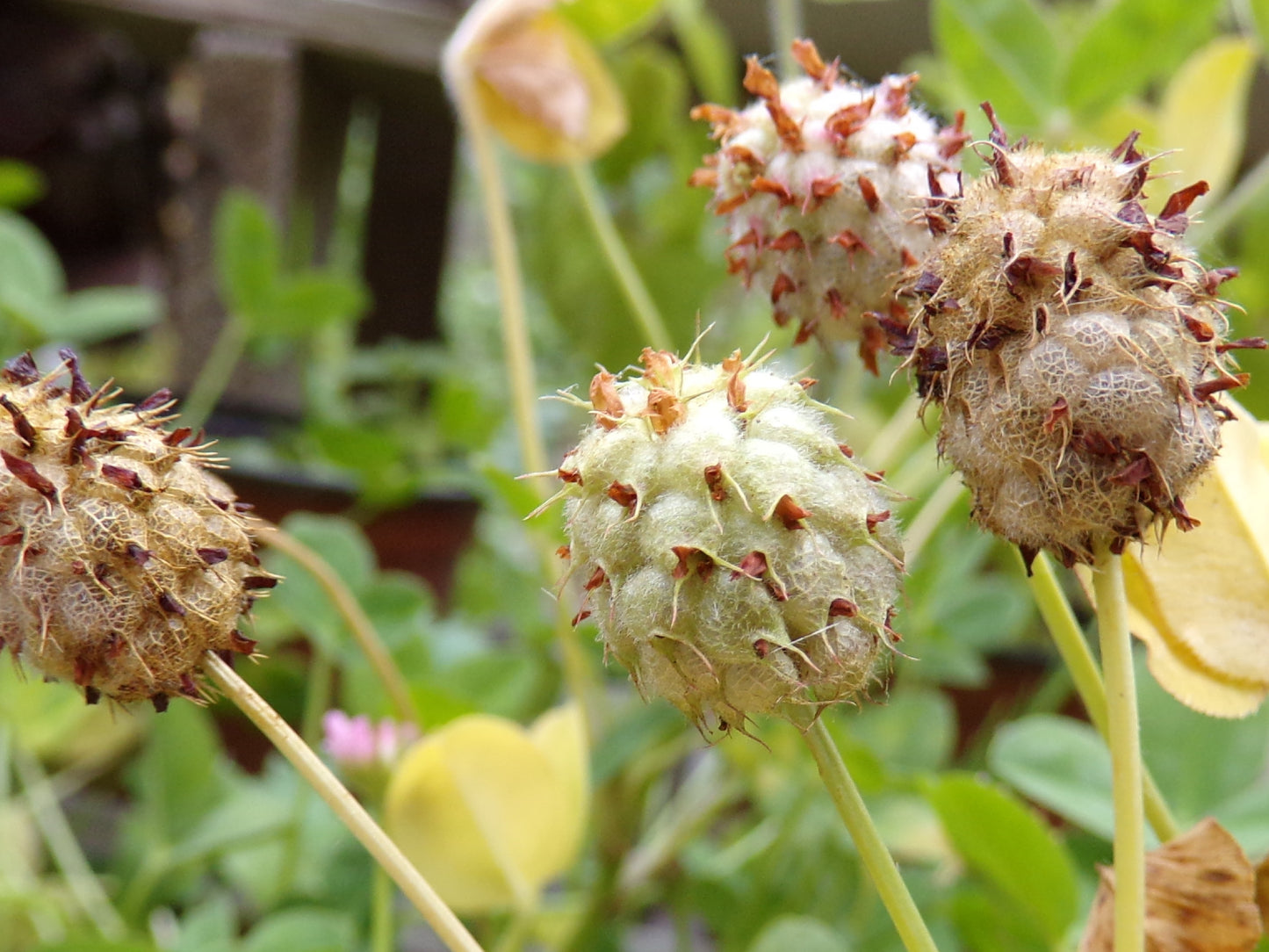 Trèfle Fraise (enrobée) - Trifolium Fragiferum (Engrais Vert) SEM05