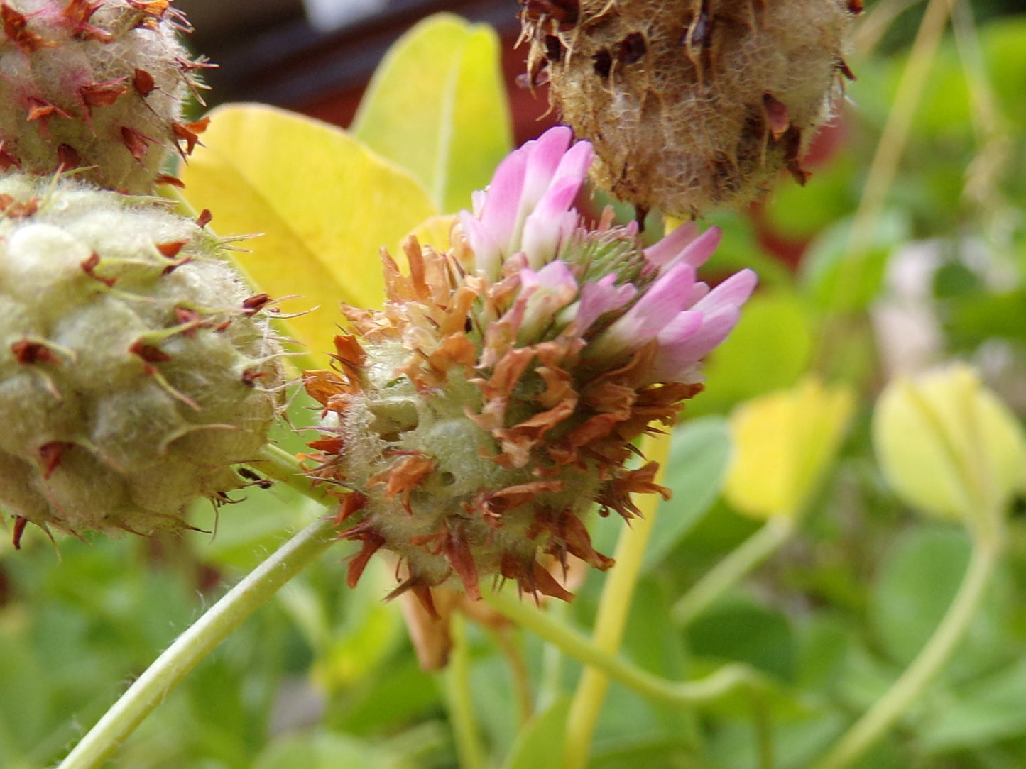 Trèfle Fraise (enrobée) - Trifolium Fragiferum (Engrais Vert) SEM05