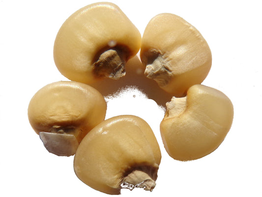 Maïs Doux - Zea Mays - SEM01