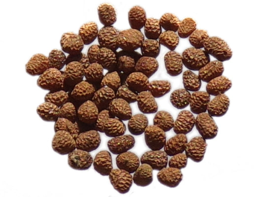 Tabac d'Ornement - Nicotiana Alata Tinkerbell F2 Mix - SEM05