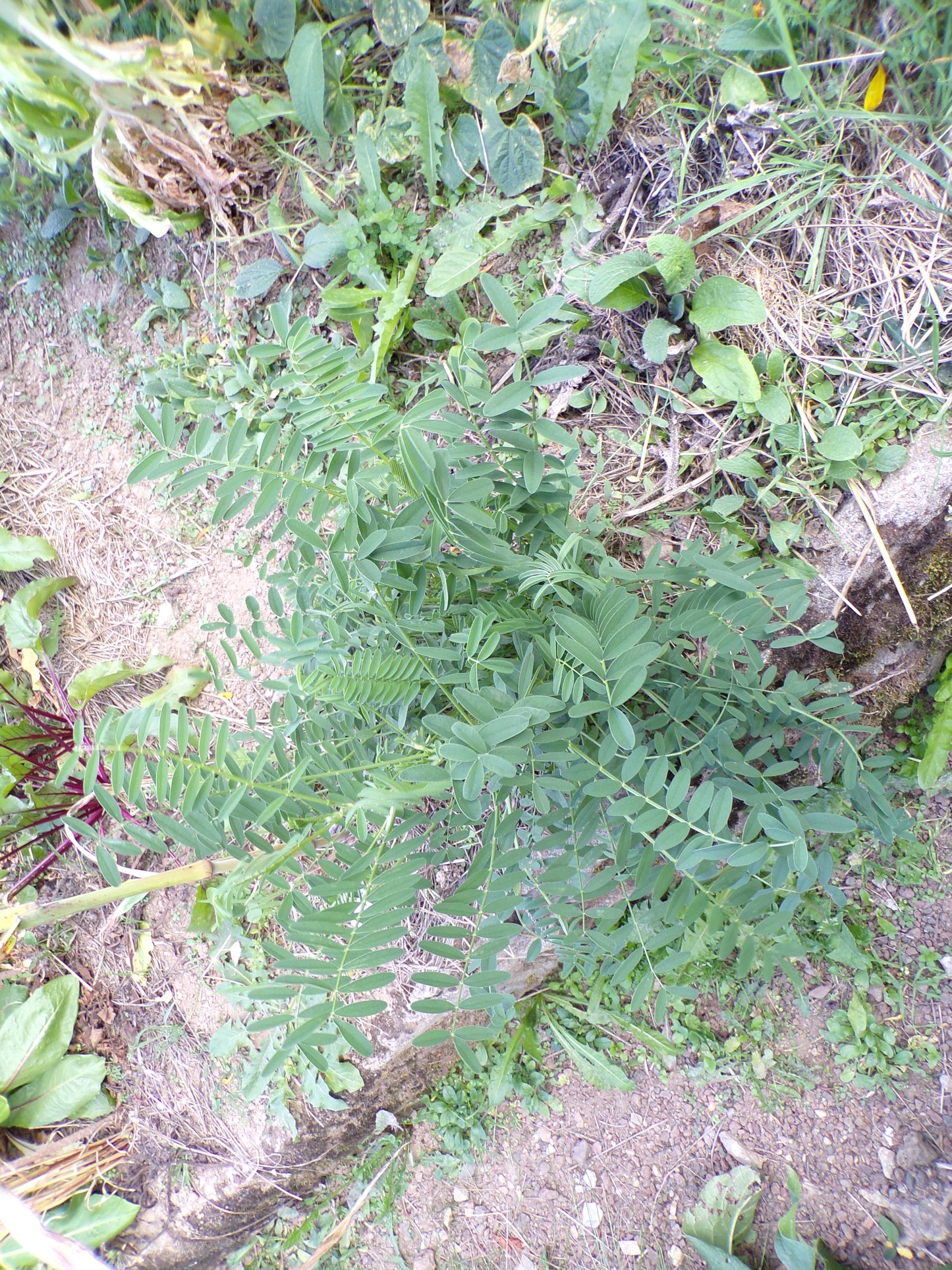 Sainfoin Simple - Onobrychis Viciifolia (Engrais Vert) SEM05