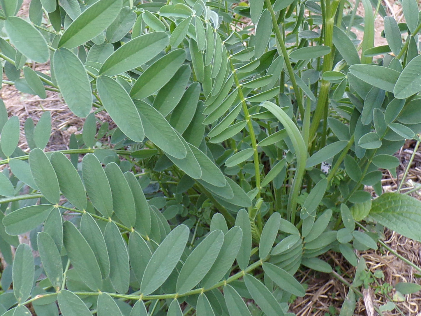 Sainfoin Simple - Onobrychis Viciifolia (Engrais Vert) SEM05