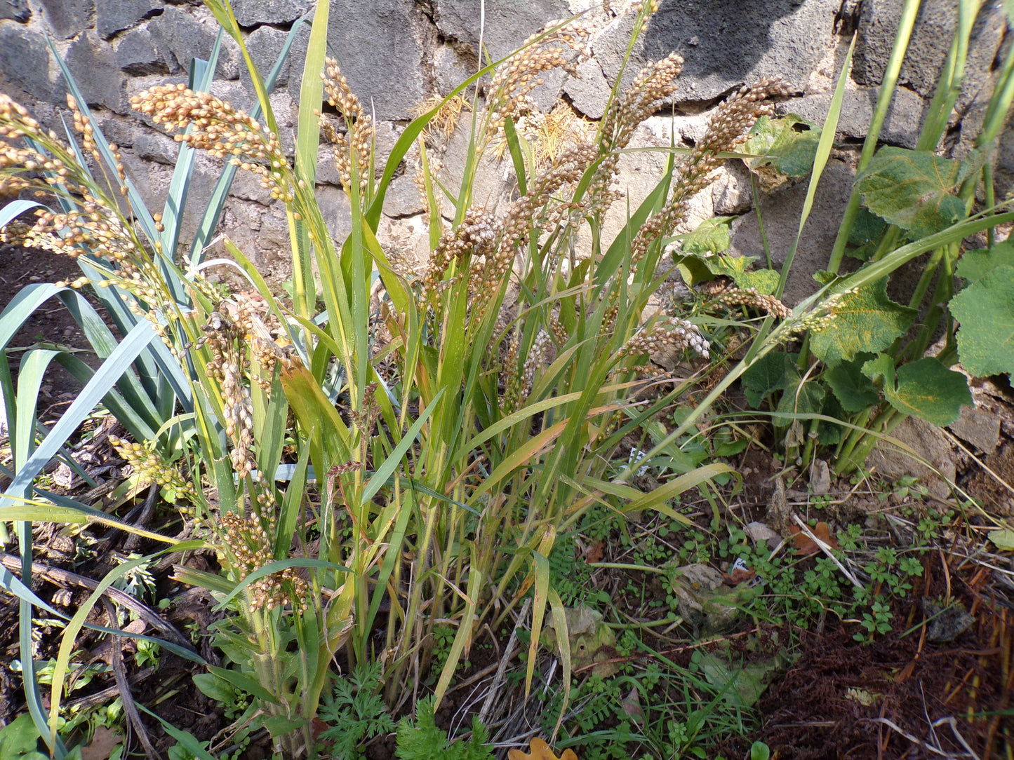 Millet Blanc - Panicum Millaceum - (Engrais Vert) SEM05