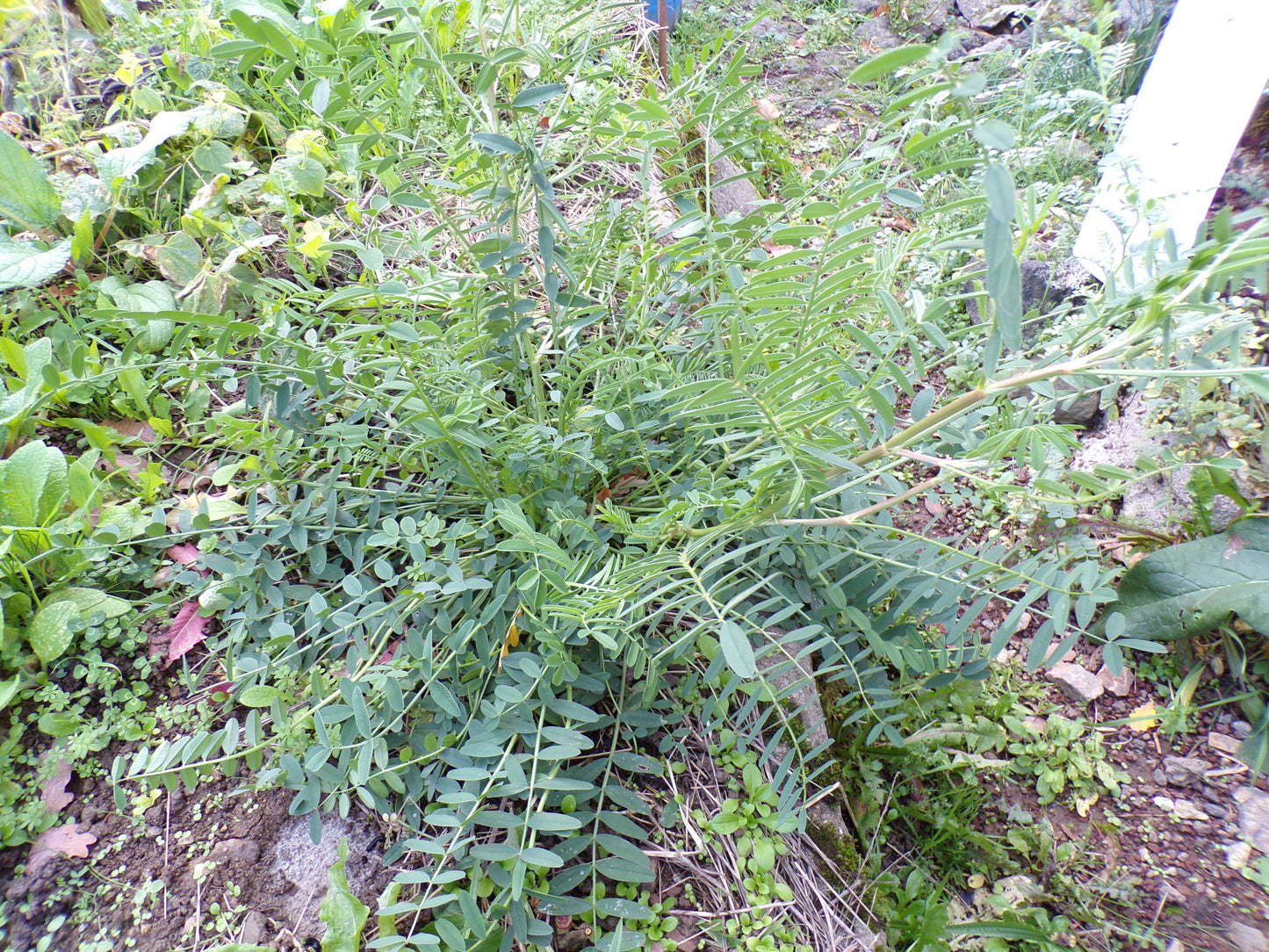 Sainfoin Simple - Onobrychis Viciifolia (Engrais Vert) SEM05