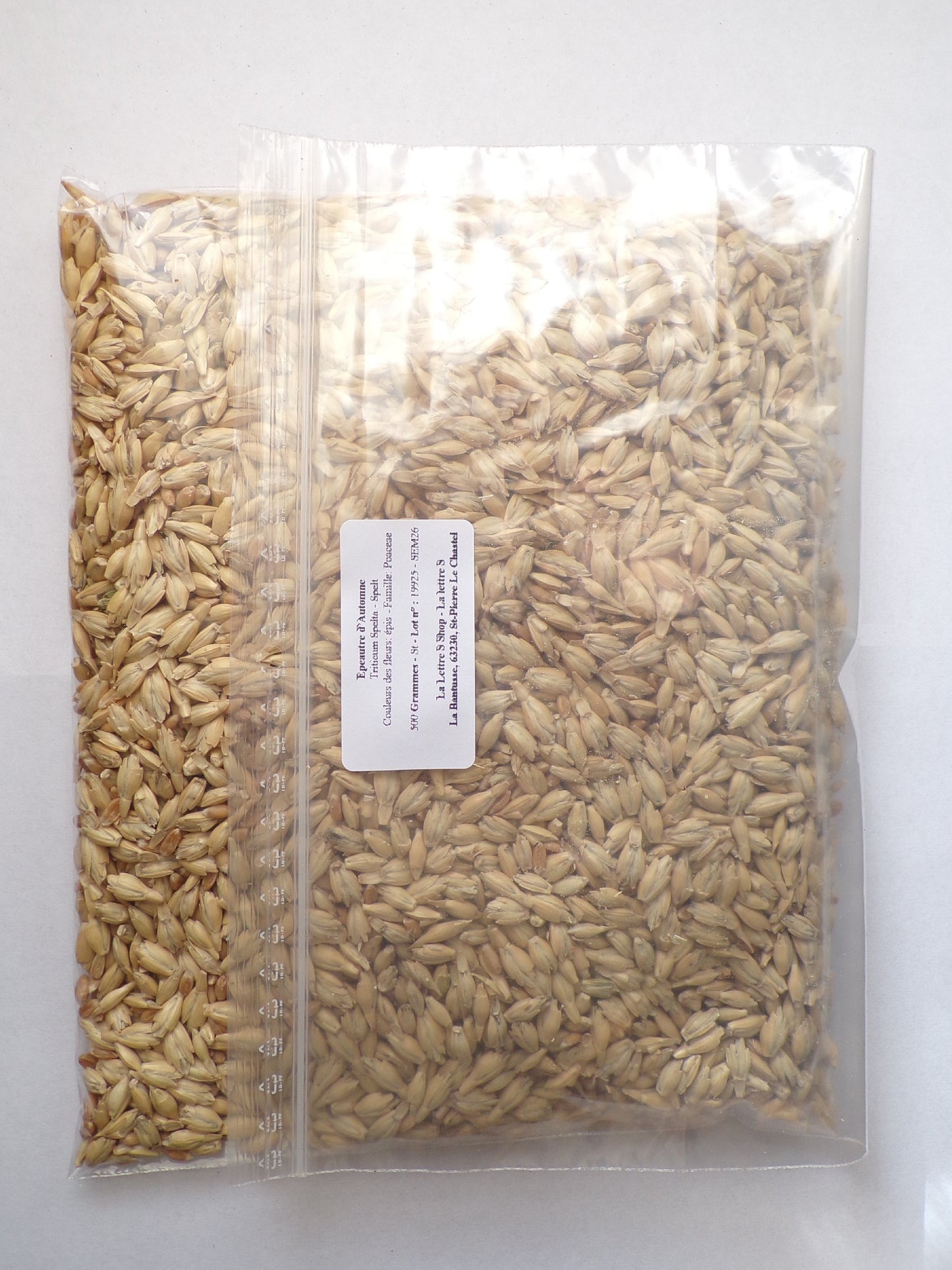 Épeautre d’Automne - Triticum Spelta (Engrais Vert) SEM26