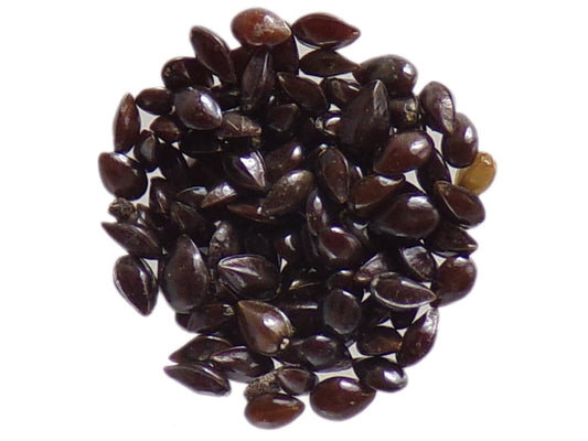 Myosotis Des Champs - Myosotis Arvensis - SEM05