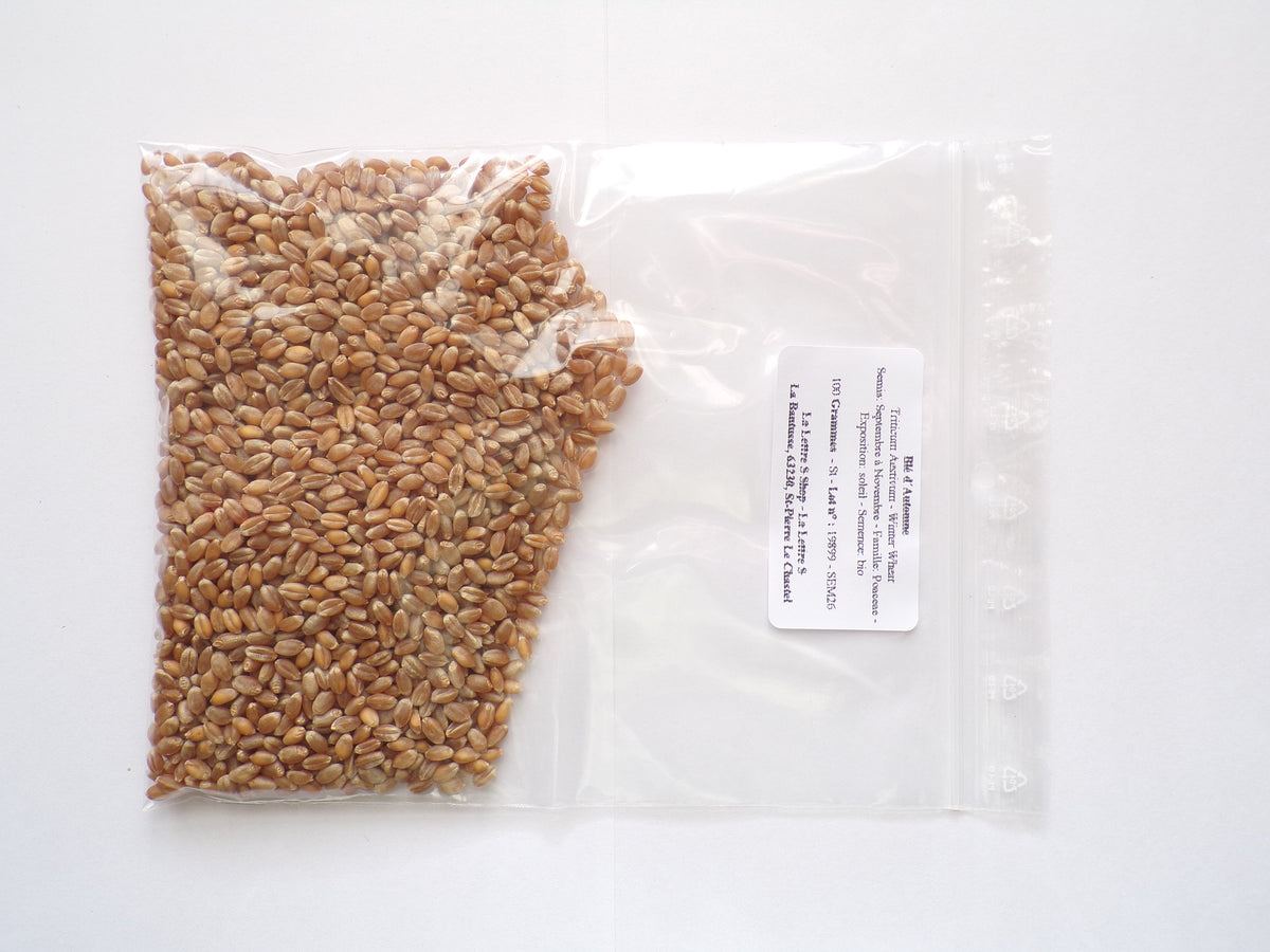 Blé d´Automne - Triticum Aestivum