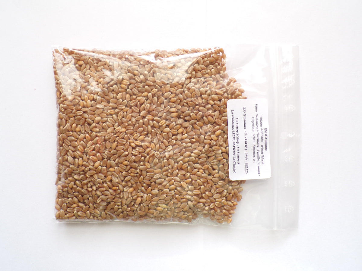 Blé d´Automne - Triticum Aestivum