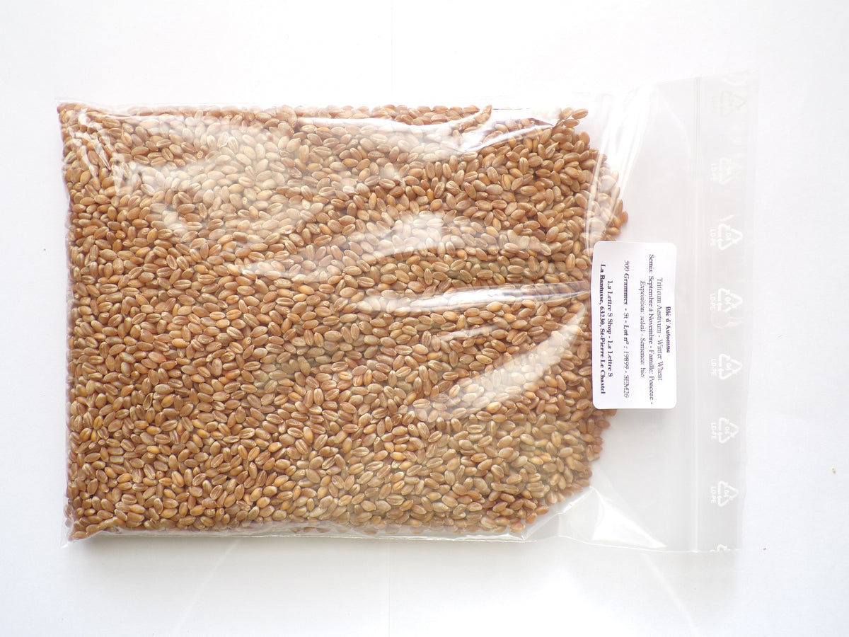Blé d´Automne - Triticum Aestivum