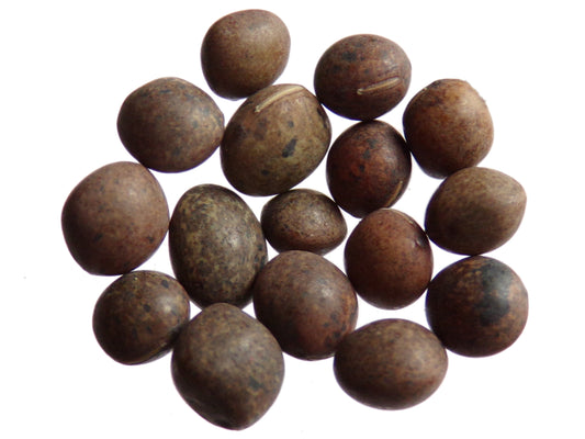 Vesce Commune - Vicia Sativa L. (Engrais Vert) SEM06