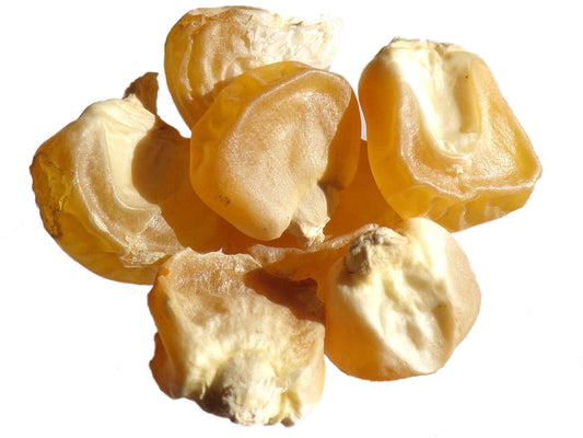 Maïs Doux - Zea Mays Convar. Saccarata L. - SEM02