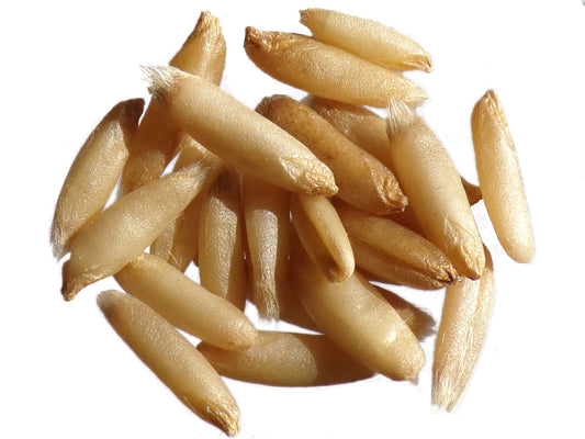 Avoine Nue - Avena Nuda (Engrais Vert) SEM01