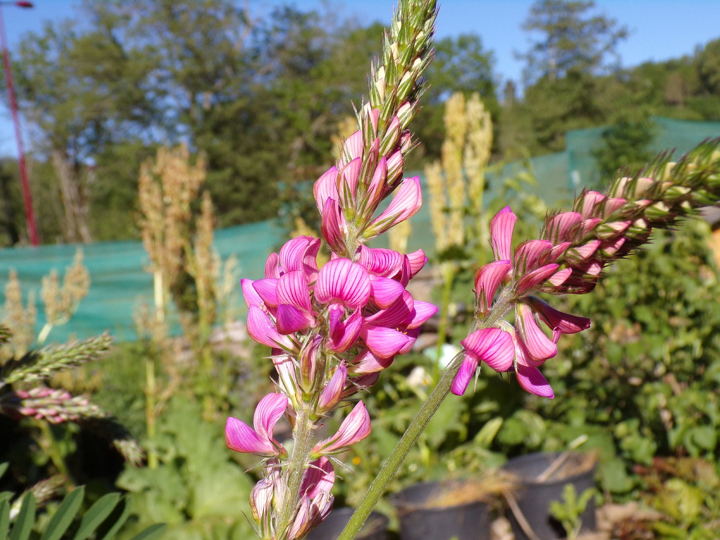 Sainfoin Simple - Onobrychis Viciifolia (Engrais Vert) SEM05