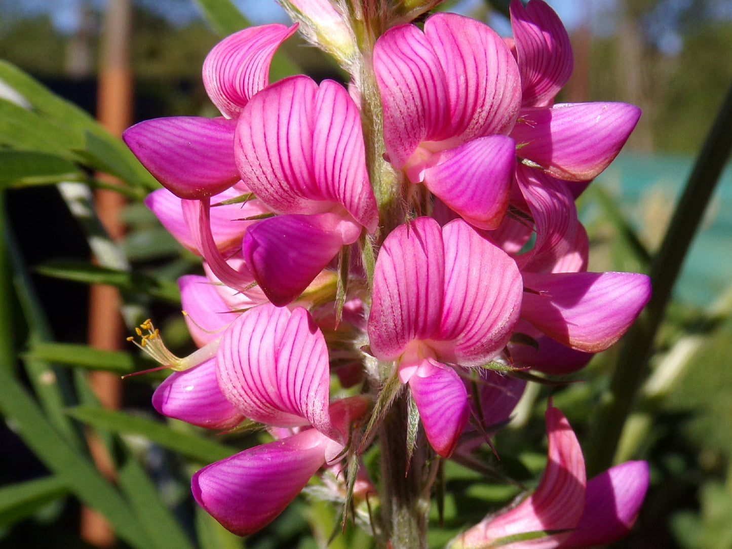 Sainfoin Simple - Onobrychis Viciifolia (Engrais Vert) SEM05