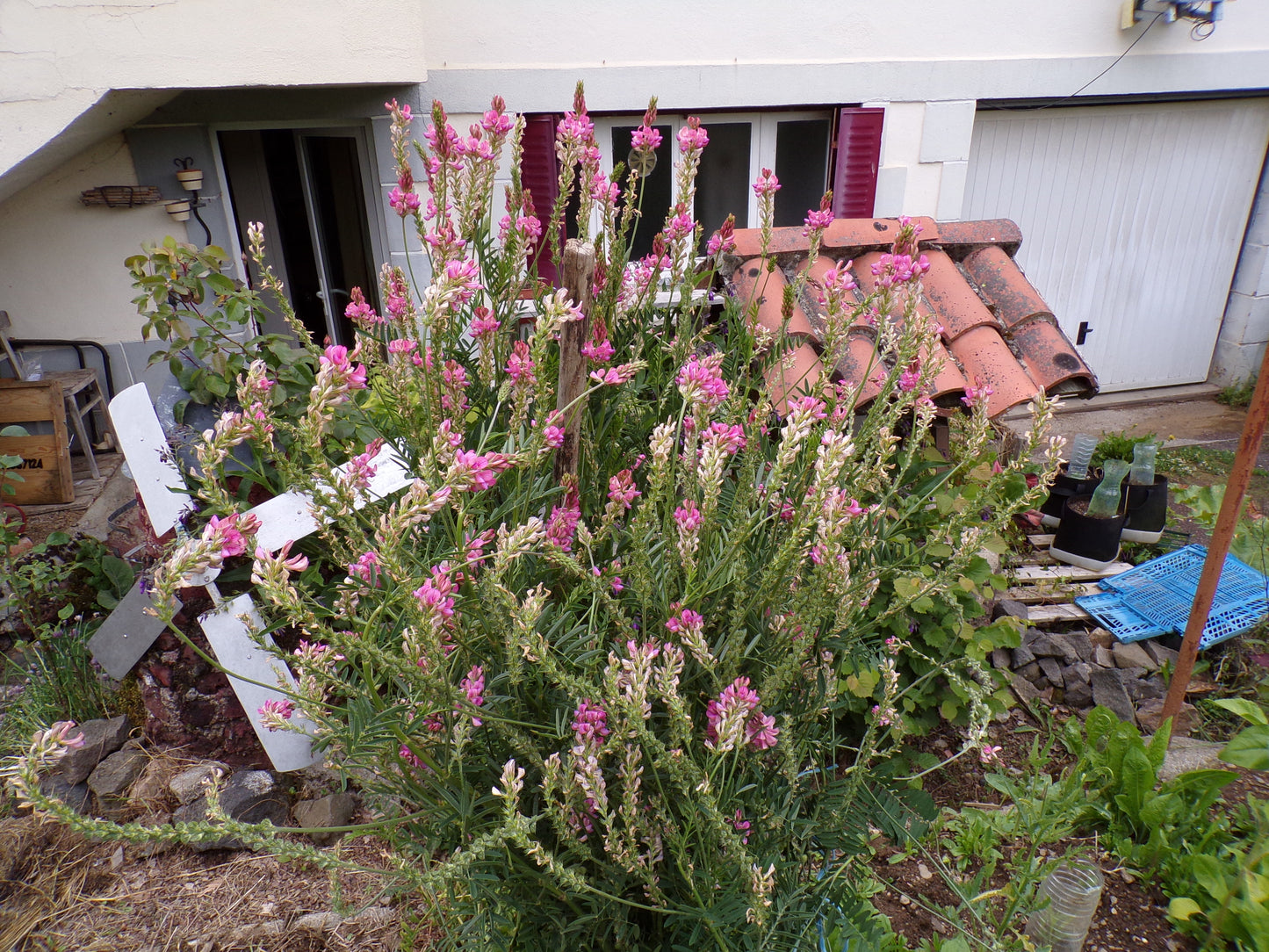 Sainfoin Simple - Onobrychis Viciifolia (Engrais Vert) SEM05