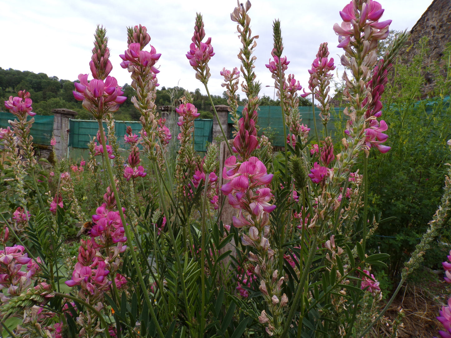 Sainfoin Simple - Onobrychis Viciifolia (Engrais Vert) SEM05