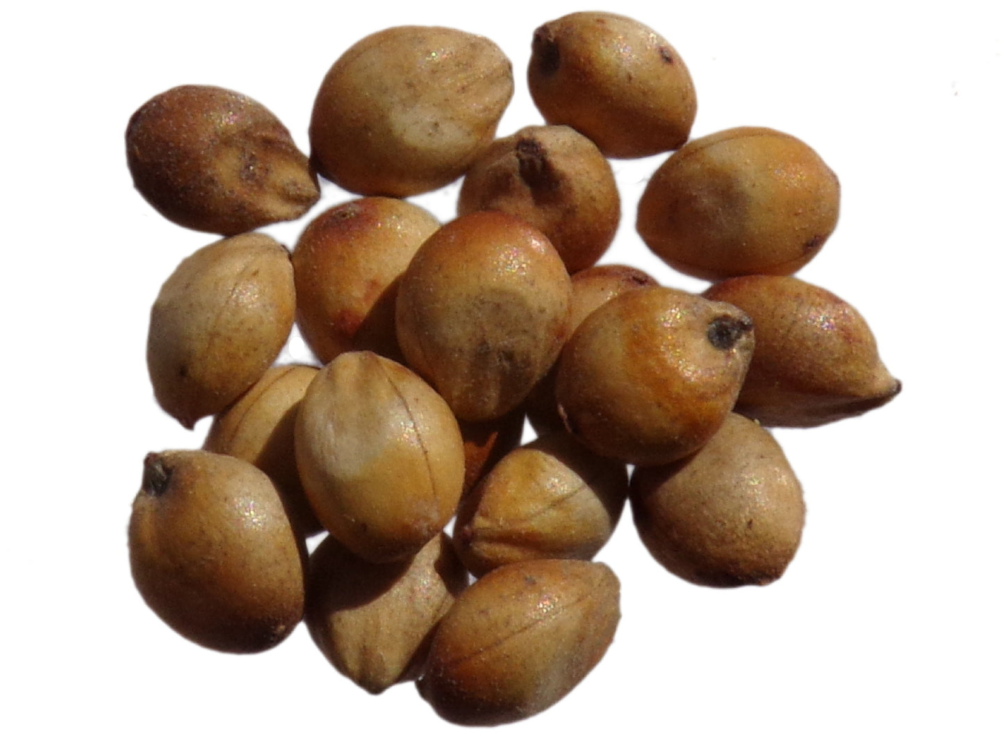 Sorgho Fourrager - Sorgho Sudanense (Engrais Vert) SEM14