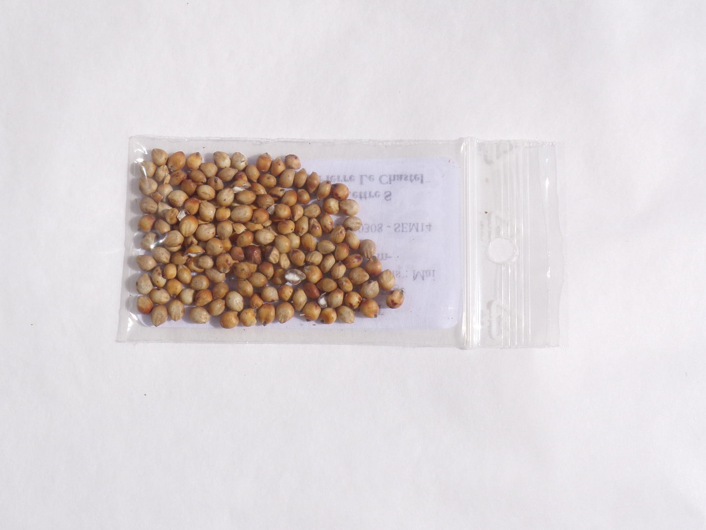 Sorgho Fourrager - Sorgho Sudanense (Engrais Vert) SEM14