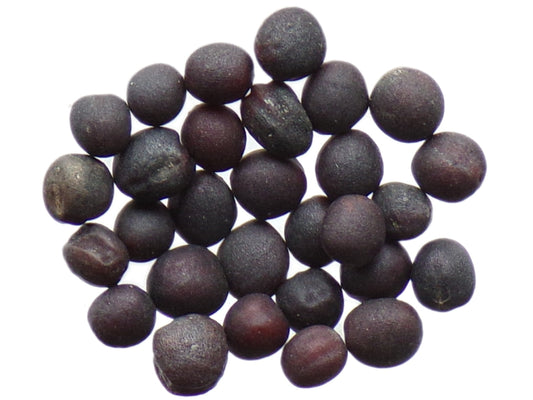 Colza Fourrager - Brassica Napus (Engrais Vert) - SEM27