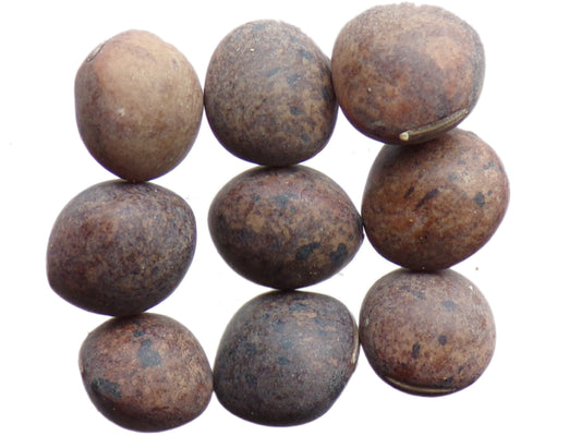 Vesce Commune - Vicia Sativa L. (Engrais Vert) SEM27