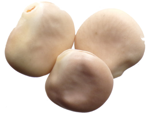 Lupin Blanc à Gros Grain NT - Lupinus Albus - SEM27