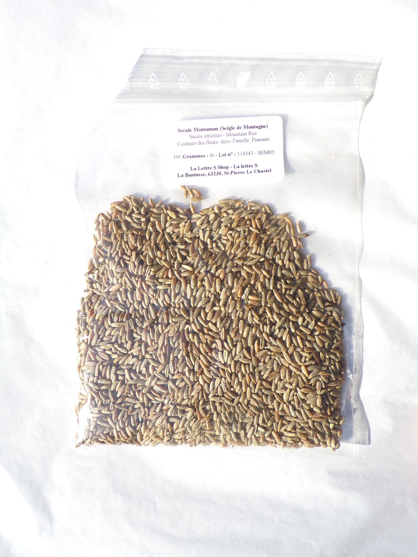 Secale Montanum (Seigle de Montagne) - Secale Strictum (Engrais Vert) SEM05