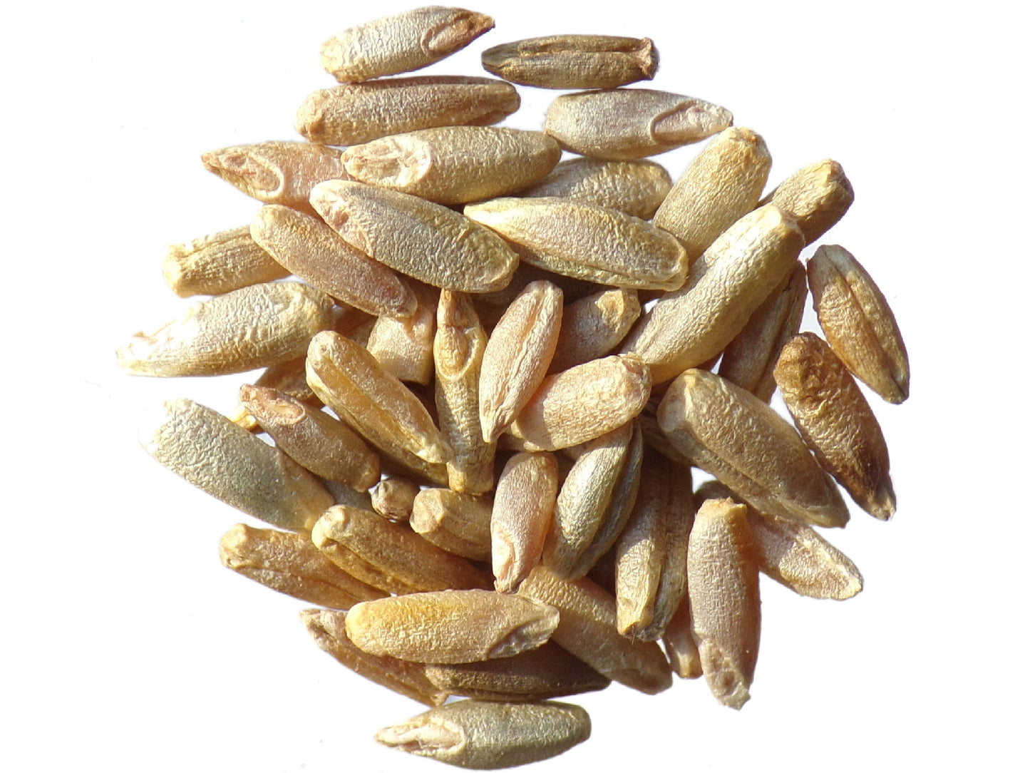 Secale Montanum (Seigle de Montagne) - Secale Strictum (Engrais Vert) SEM05