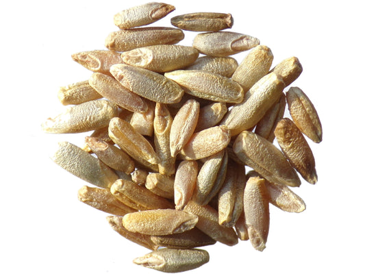 Secale Montanum (Seigle de Montagne) - Secale Strictum (Engrais Vert) SEM05