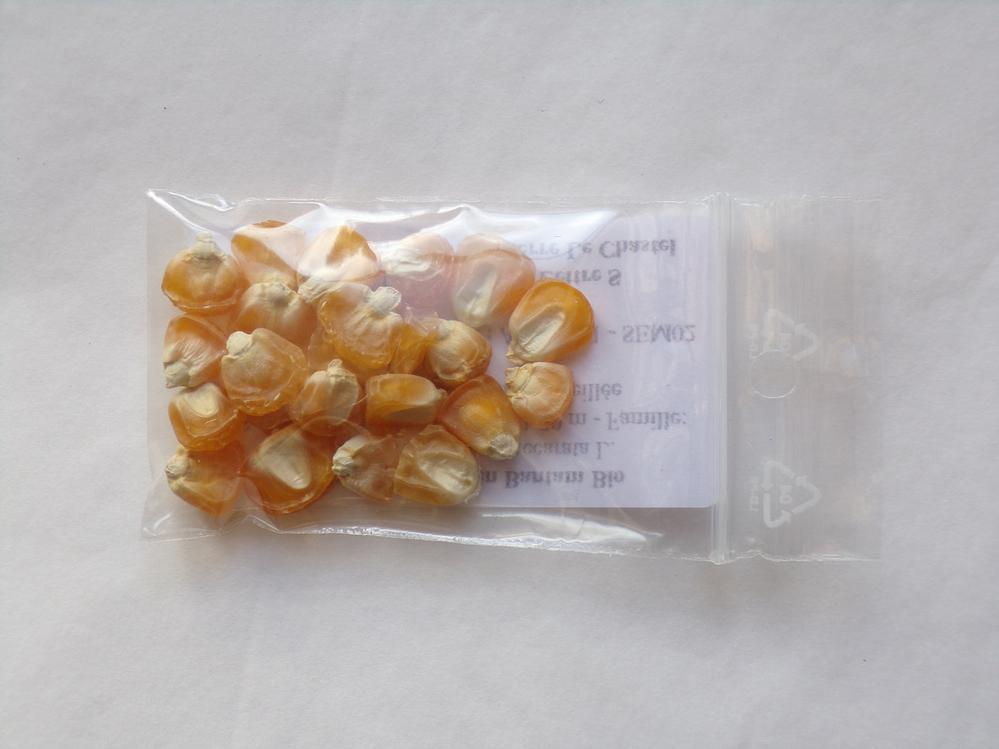 Maïs Doux - Zea Mays Convar. Saccarata L. - SEM02