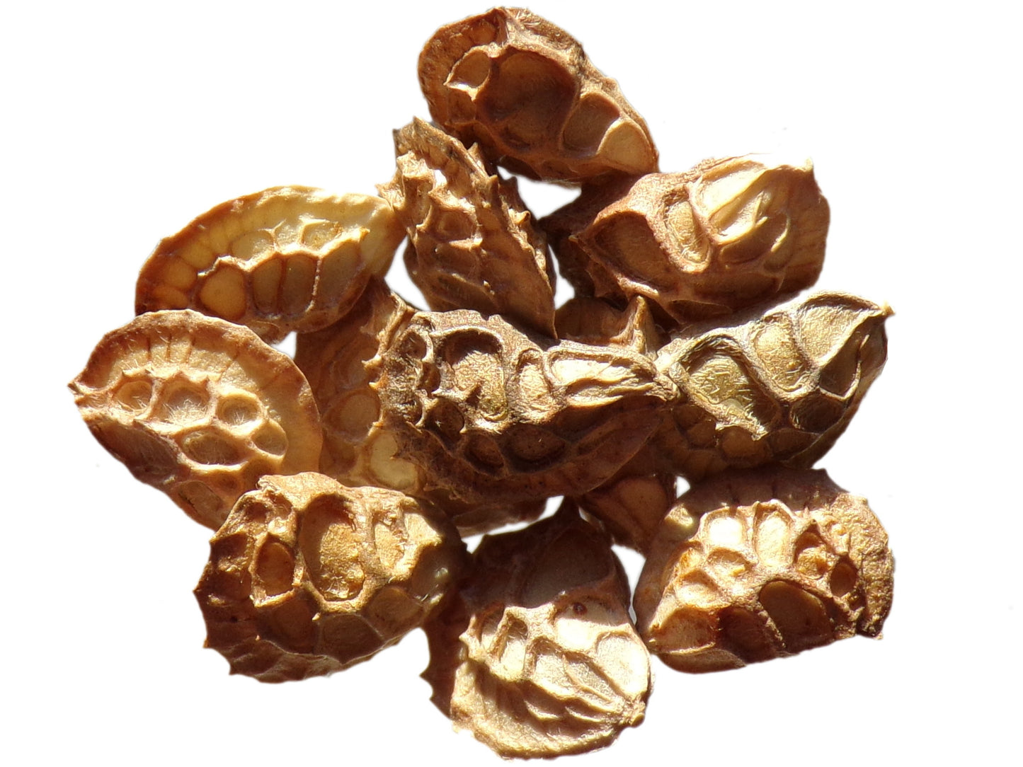 Sainfoin - Onobrychis Viciifolia Scop (Engrais Vert) – SEM02