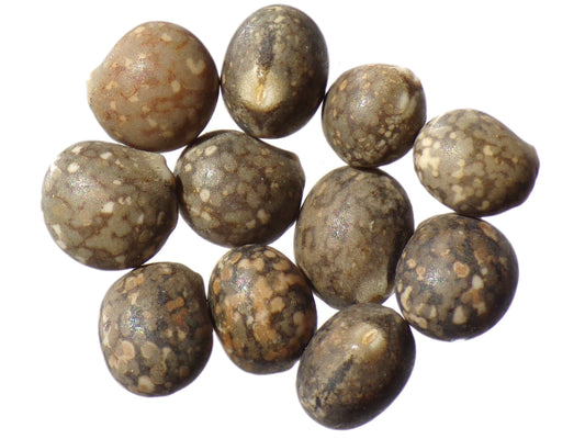 Lupin Bleu - Lupinus Angustifolius (Engrais Vert) SEM27