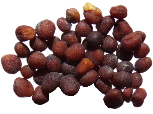 Moutarde Noire NT - Brassica Nigra (Engrais Vert) SEM27