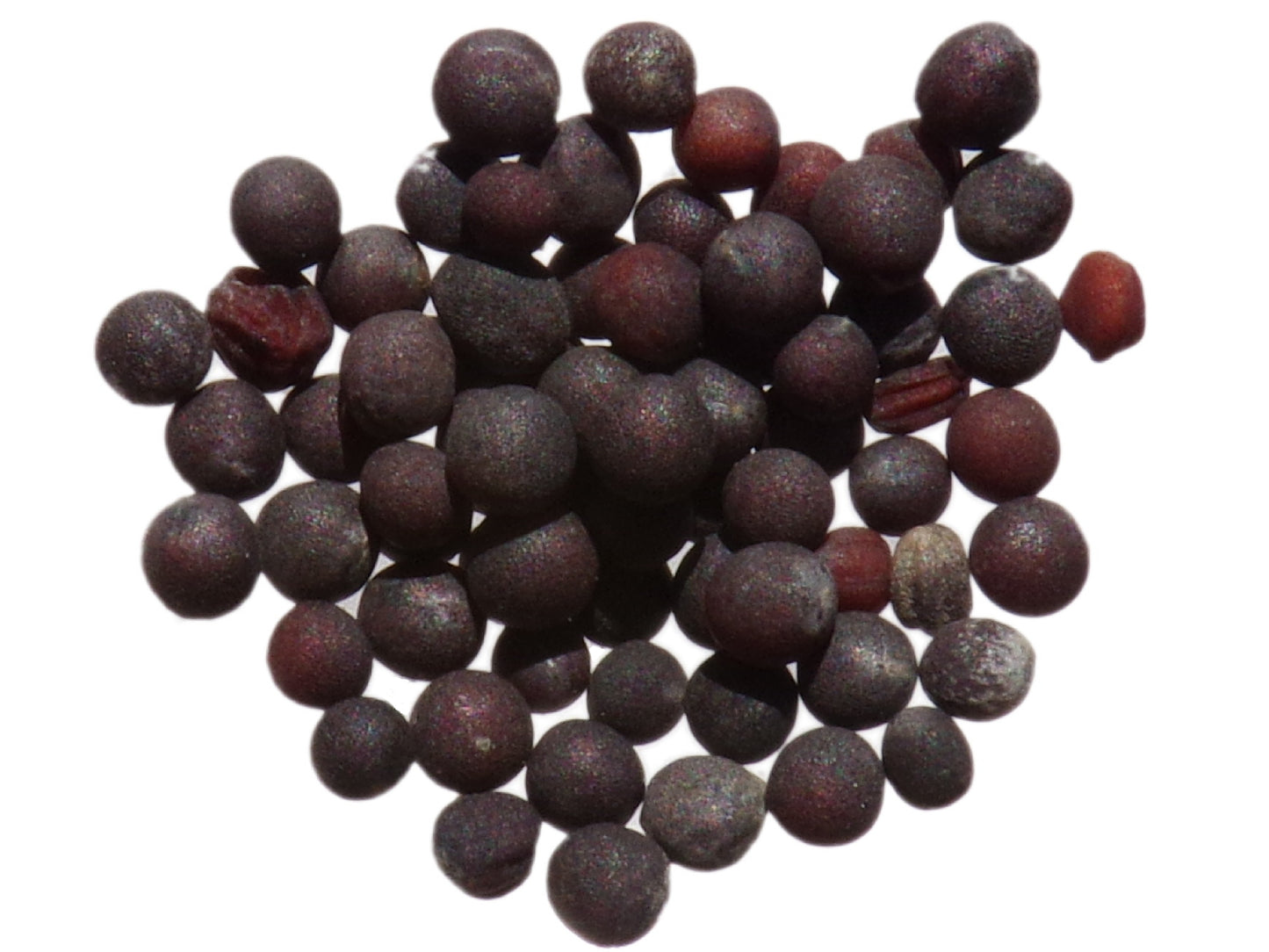 Navette Fourragère - Brassica Rapa Oleifera Buko (Engrais Vert) SEM27