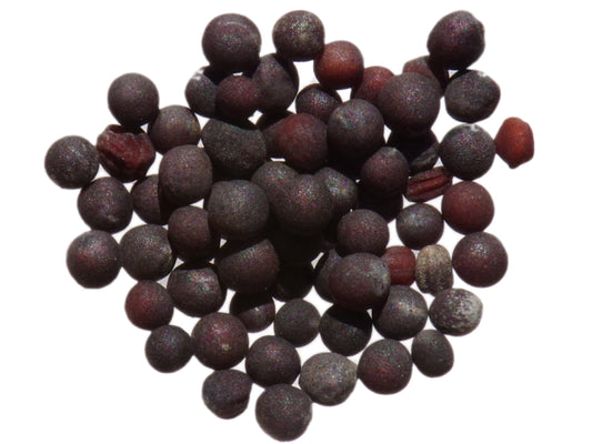 Navette Fourragère - Brassica Rapa Oleifera Buko (Engrais Vert) SEM27