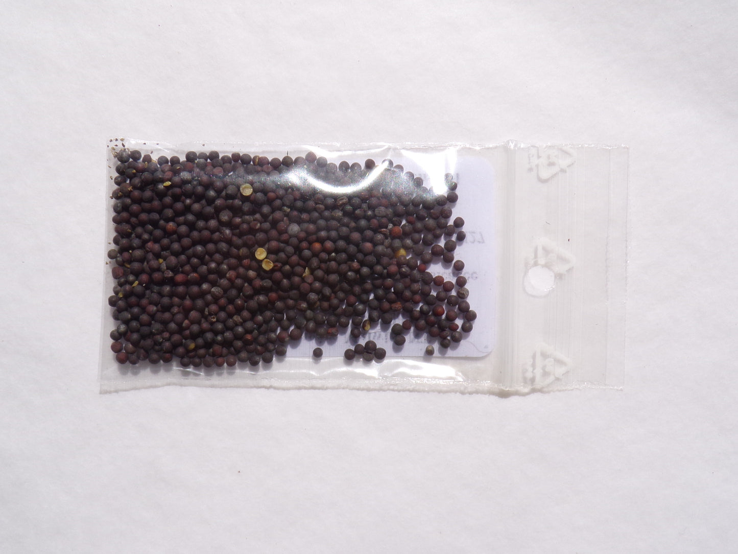 Navette Fourragère - Brassica Rapa Oleifera Buko (Engrais Vert) SEM27