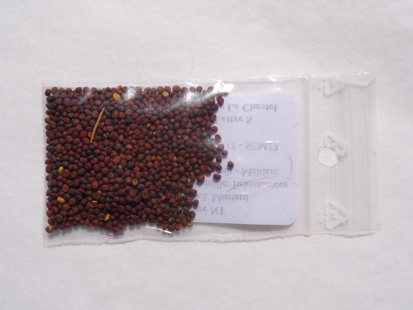 Moutarde Noire NT - Brassica Nigra (Engrais Vert) SEM27