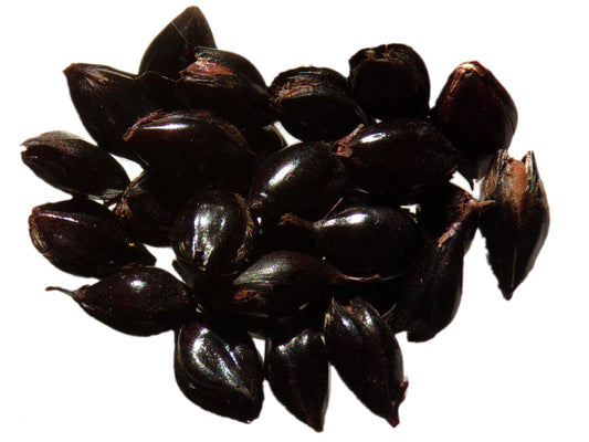 Sorgho - Sorghum Nigrum – SEM03