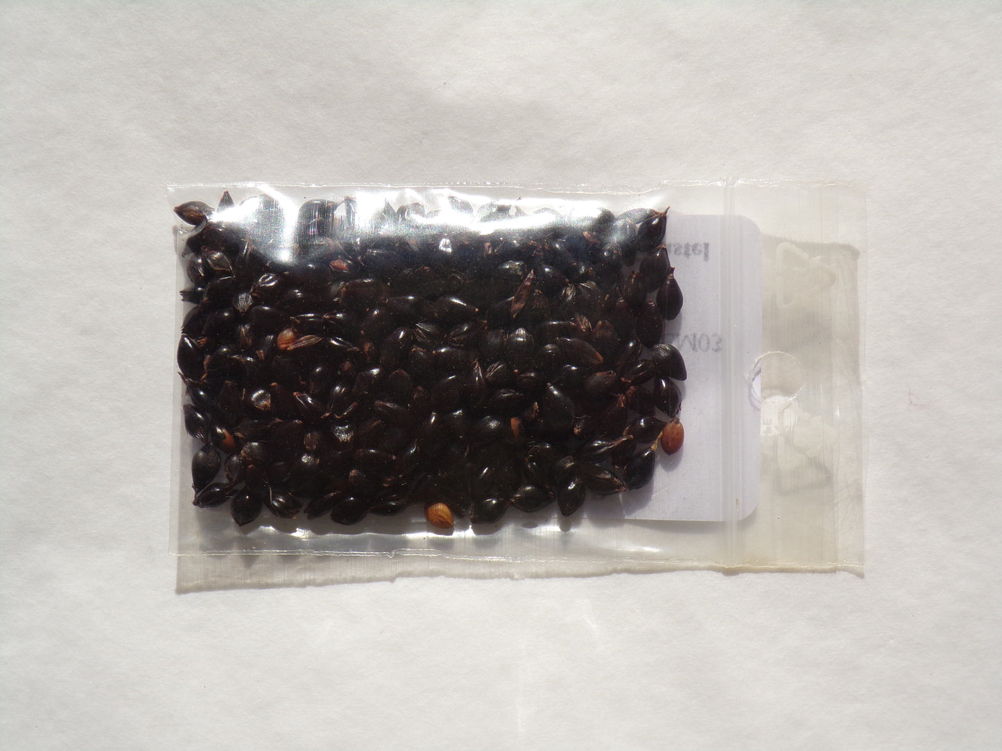 Sorgho - Sorghum Nigrum – SEM03