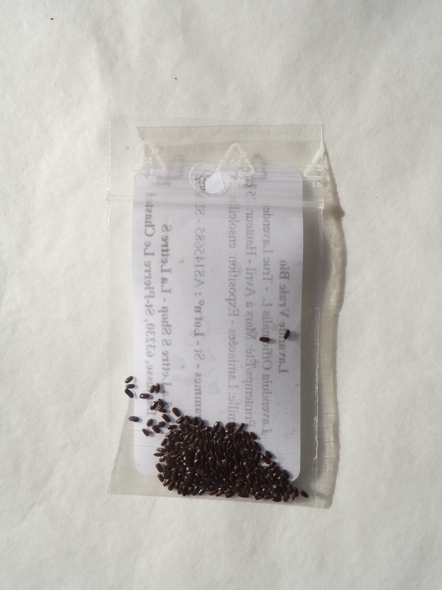 Lavande Vraie - Lavendula Officinalis L. - SEM02