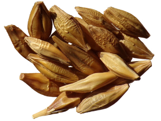 Orge d’Hiver - Hordeum Vulgare L. (Engrais Vert) SEM27