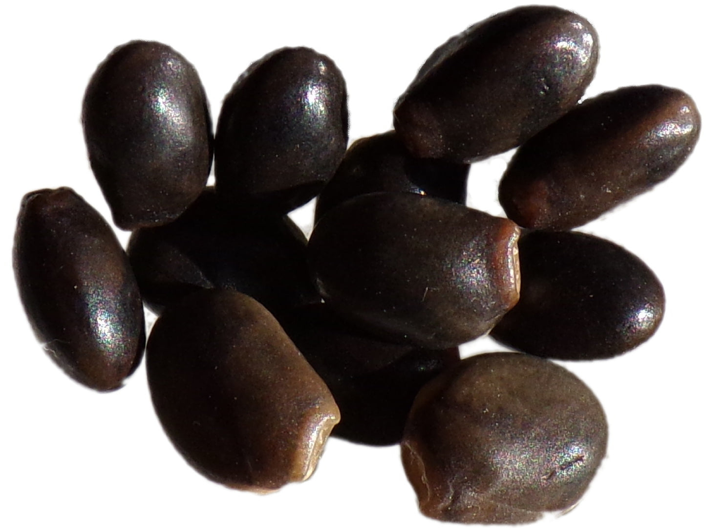 Lupin en Arbre - Lupinus Arboreus F. Luteus - SEM05