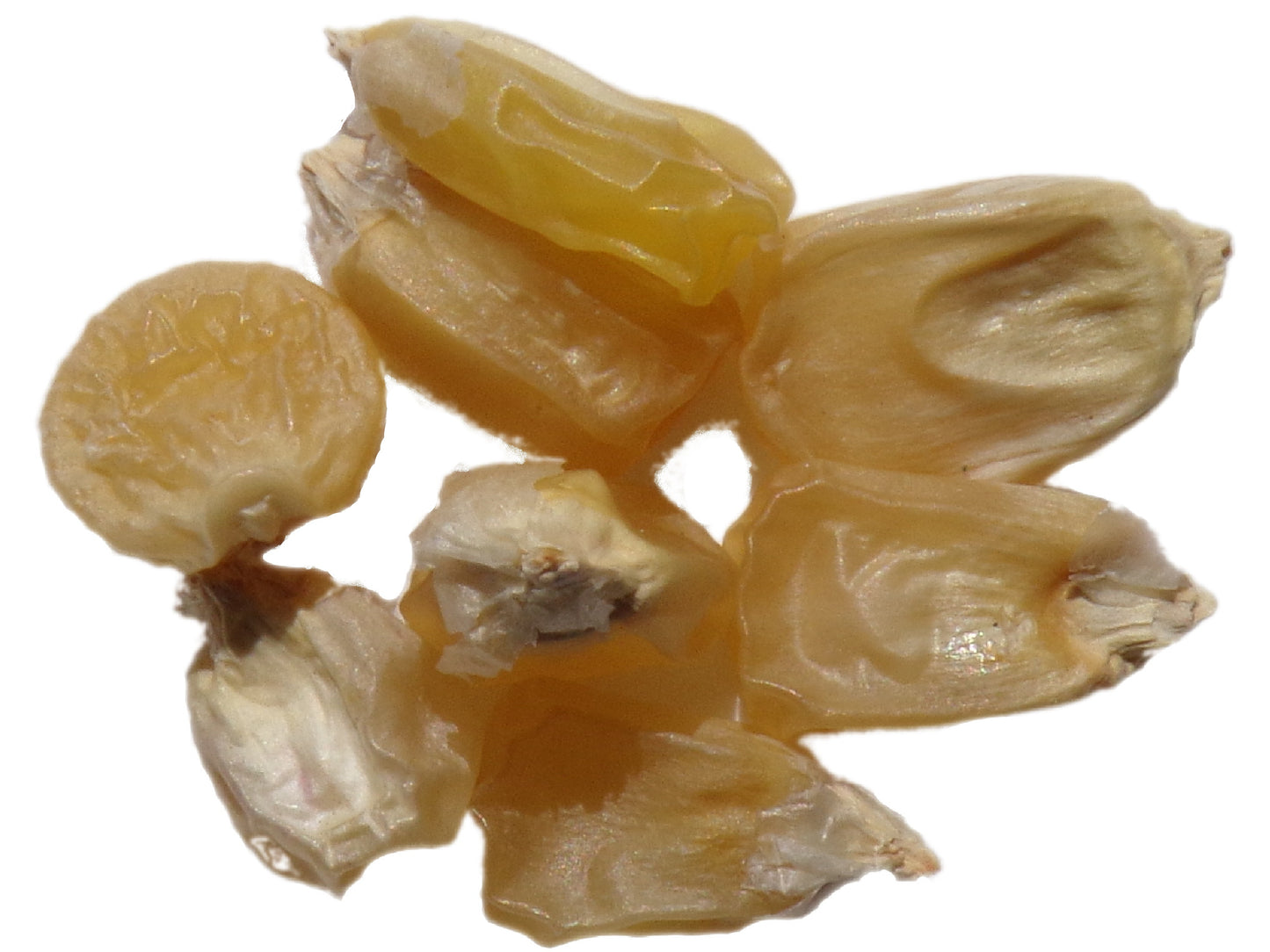 Maïs Doux - Zea Mays L. Subsp. Mays Ab - SEM01