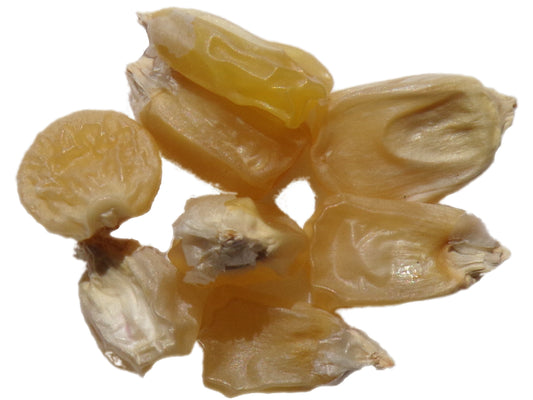 Maïs Doux - Zea Mays L. Subsp. Mays Ab - SEM01